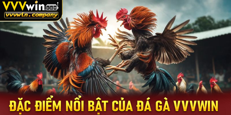 Những điểm đặc biệt mà chỉ có đá gà vvvwin sở hữu